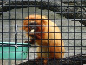 hong_kong_zoo_monkey
